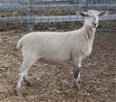 Sheep Trax Magnolia 462M